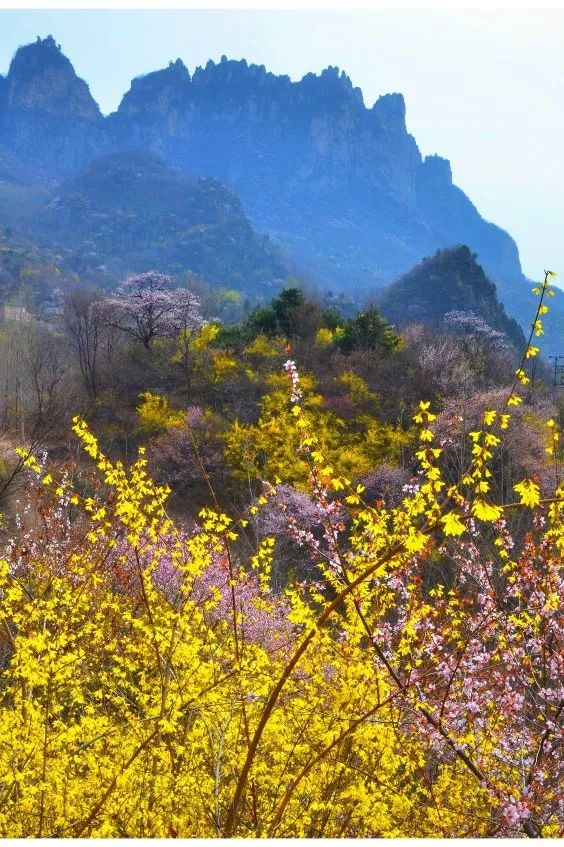 重磅消息|新乡南太行第七届关山连翘节全面启动，相约关山，不见不散！