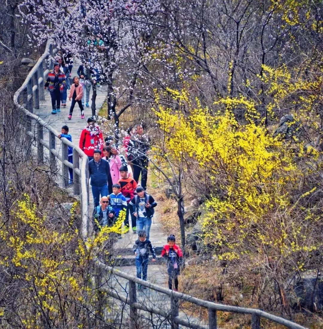 重磅消息|新乡南太行第七届关山连翘节全面启动，相约关山，不见不散！