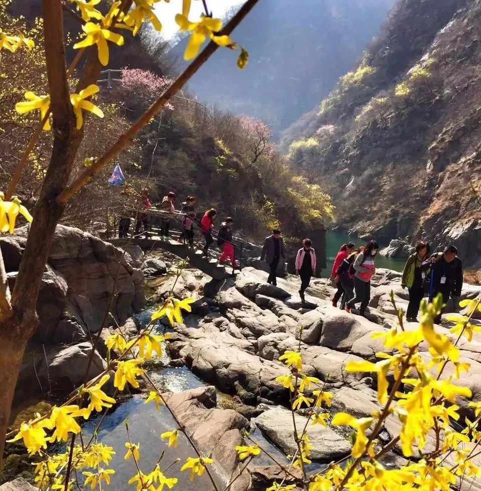 重磅消息|新乡南太行第七届关山连翘节全面启动，相约关山，不见不散！