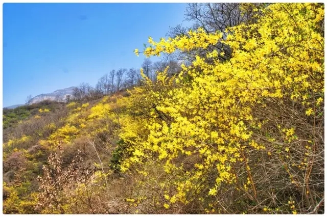 重磅消息|新乡南太行第七届关山连翘节全面启动，相约关山，不见不散！