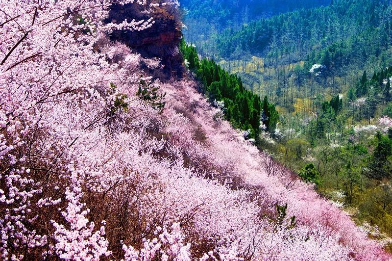 来秋沟！看3D立体山桃花海！