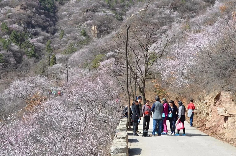 来秋沟！看3D立体山桃花海！