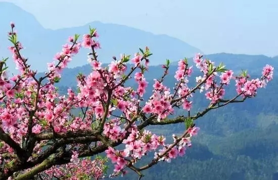 春游踏青哪里去？去关山看连翘，到秋沟赏桃花...