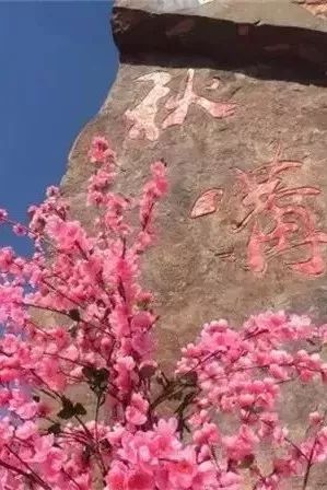 春游踏青哪里去？去关山看连翘，到秋沟赏桃花...