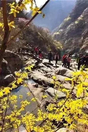 春游踏青哪里去？去关山看连翘，到秋沟赏桃花...