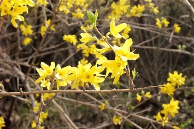 春游踏青哪里去？去关山看连翘，到秋沟赏桃花...