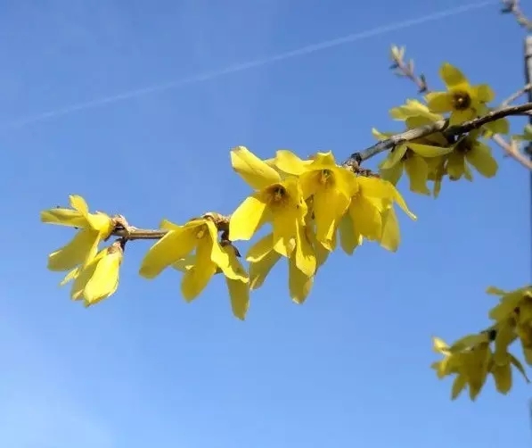 春游踏青哪里去？去关山看连翘，到秋沟赏桃花...