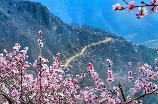 春游踏青哪里去？去关山看连翘，到秋沟赏桃花...