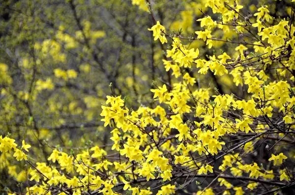 【春花·舞太行】春风十里，去看那花花世界，让你独享春色...