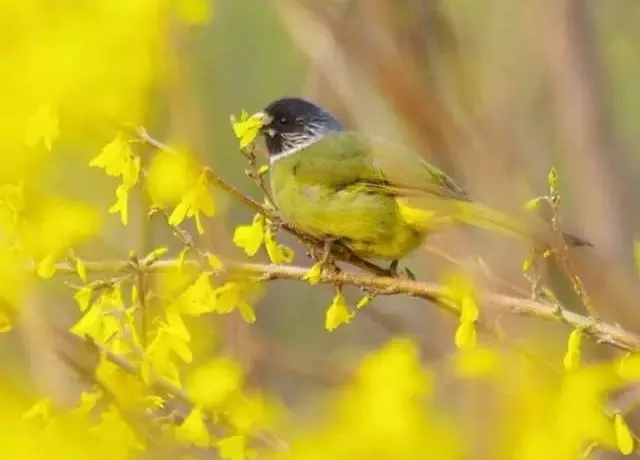 【春花·舞太行】春风十里，去看那花花世界，让你独享春色...