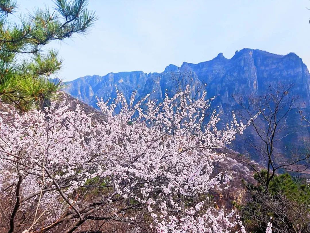 【春花·舞太行】春风十里，去看那花花世界，让你独享春色...