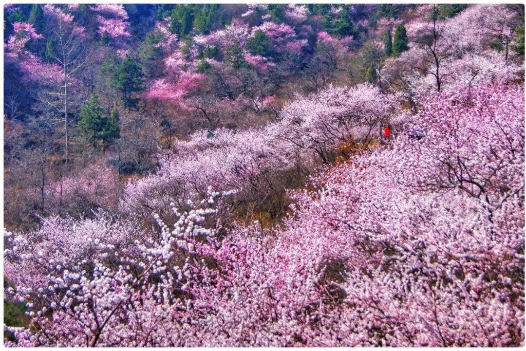 【春花·舞太行】春风十里，去看那花花世界，让你独享春色...