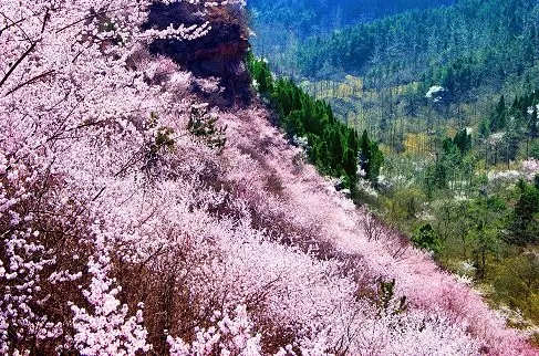 独家揭秘——看桃花一定要来秋沟的原因