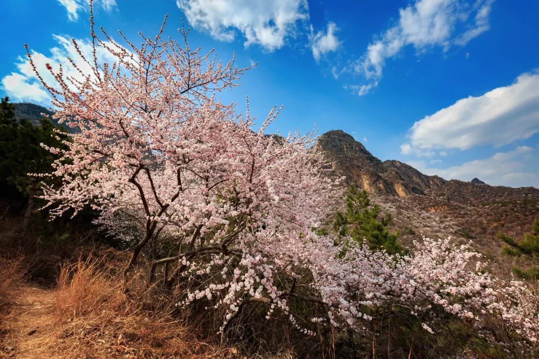 独家揭秘——看桃花一定要来秋沟的原因