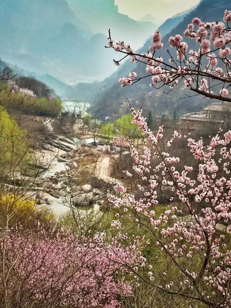 “桃”醉在有诗和远方的春天里，八里沟打卡正当时......