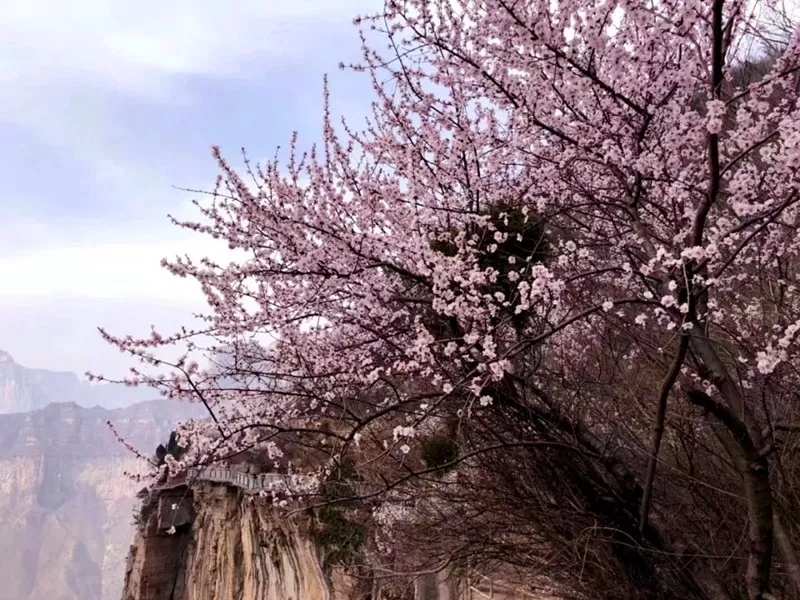 新乡南太行丨踏青八里沟，梦回桃花源！