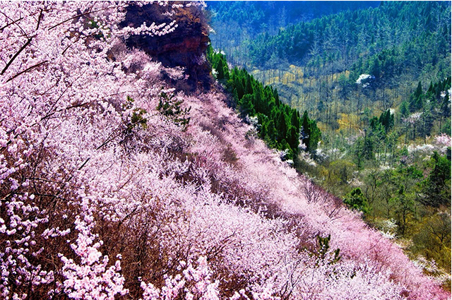 清明踏青赏花哪里去？最美人间四月天，穿越浪漫尽享新乡南太行...