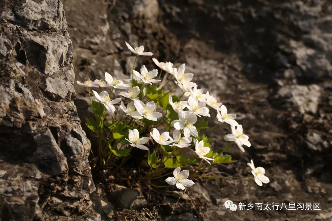 浓情八里沟，感恩母亲节！