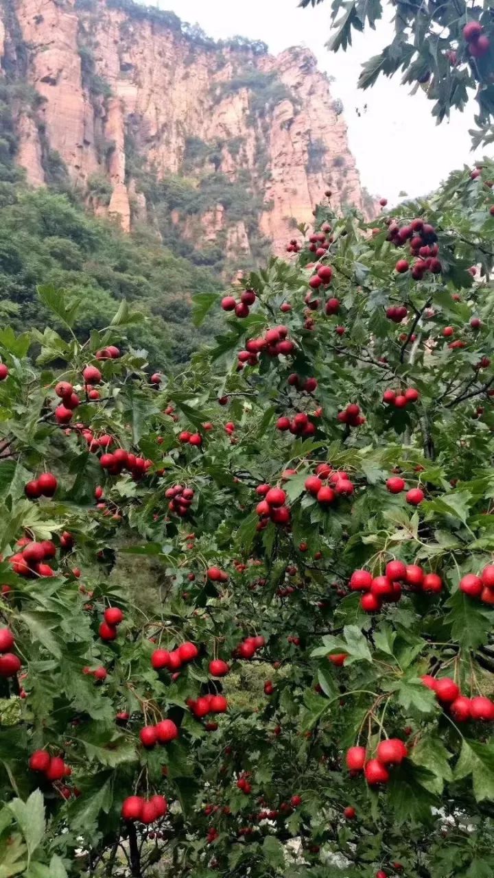 这个国庆节，快来邂逅秋天的新乡南太行吧！