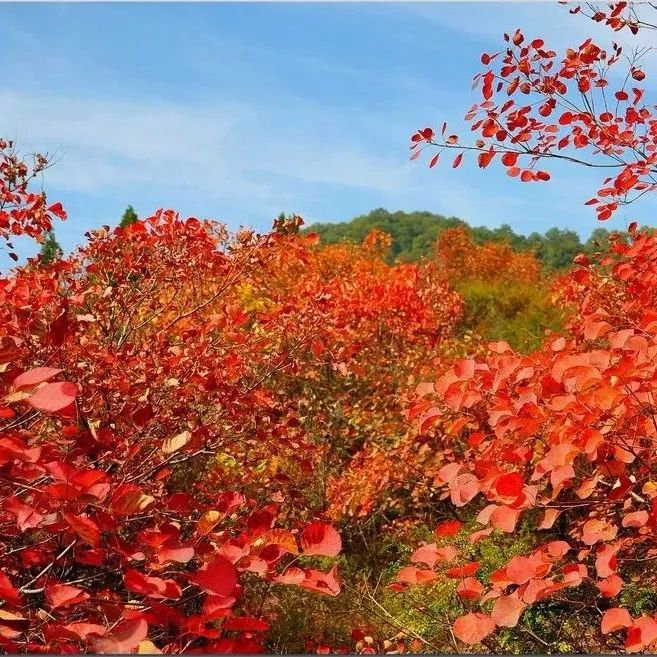 秋分|新乡南太行彩林秋色最佳观赏季就要到啦！约起来！