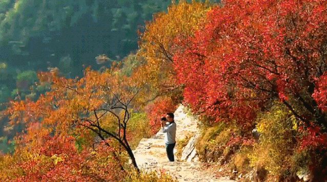 来看看北纬35°的秋天，这里惊艳了整个中国.....