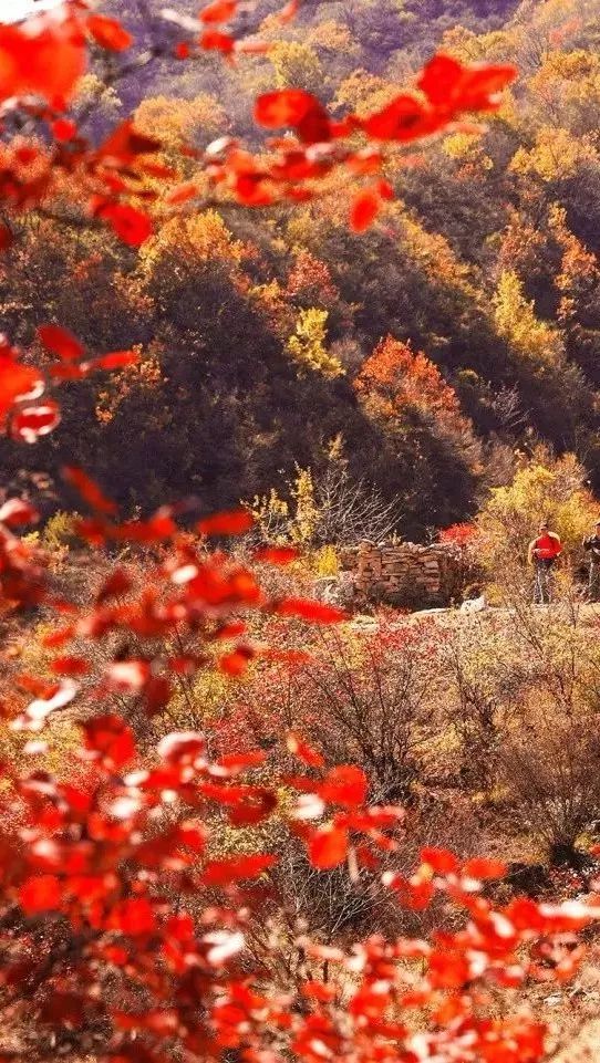 来看看北纬35°的秋天，这里惊艳了整个中国.....