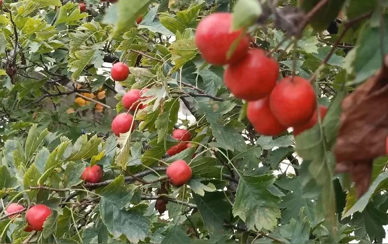 来看看北纬35°的秋天，这里惊艳了整个中国.....