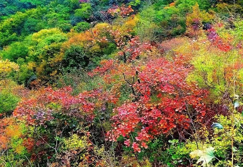 金秋十月游关山，游山玩水赏红叶，登高望远观美景！