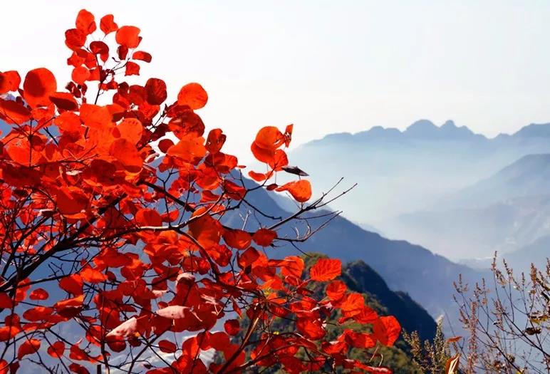 金秋十月游关山，游山玩水赏红叶，登高望远观美景！