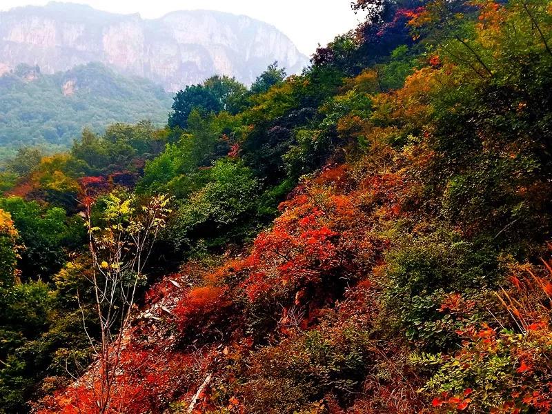 金秋十月游关山，游山玩水赏红叶，登高望远观美景！