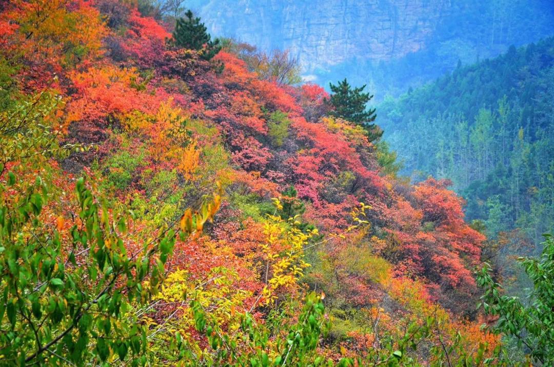 明日之约|多彩太行，红叶之约；山地越野，户外岩降；登高望远，赏秋健身。