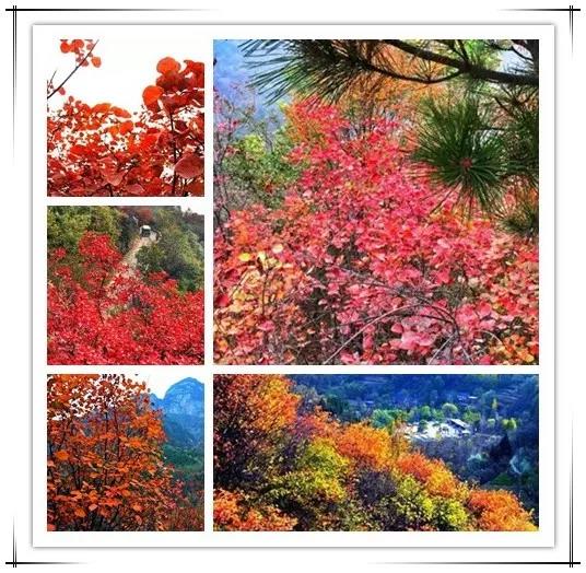 11月，这里将迎来颜值巅峰期，进入红叶最佳观赏季！