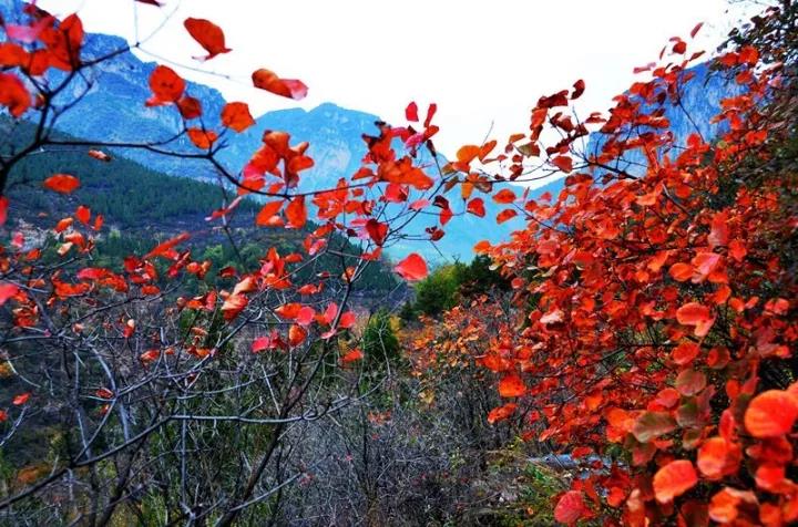 11月，这里将迎来颜值巅峰期，进入红叶最佳观赏季！