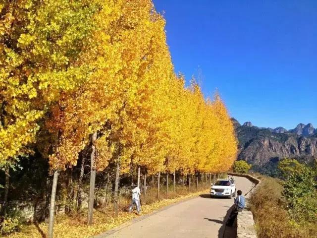 11月，这里将迎来颜值巅峰期，进入红叶最佳观赏季！