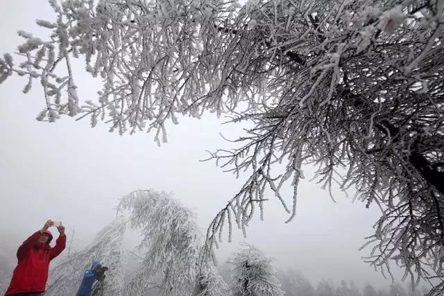 雾凇有奇观，天然去雕饰，这里的冬景便胜却人间无数....