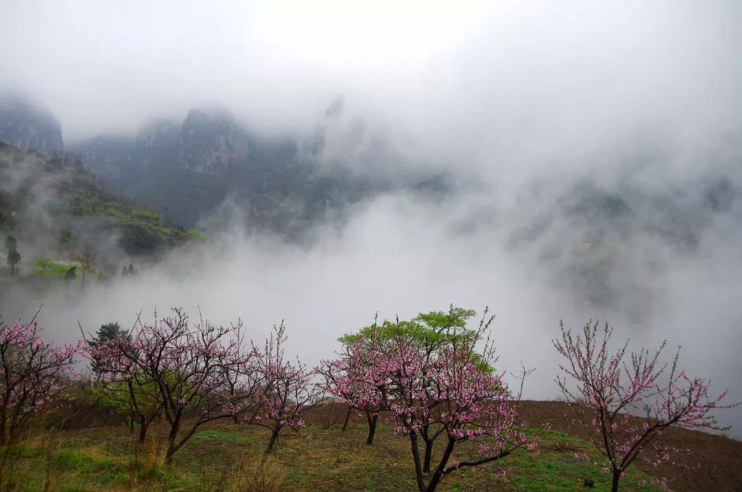 新乡南太行|多情最是春雨生，花开疫散，就来这里踏青赏花吧！