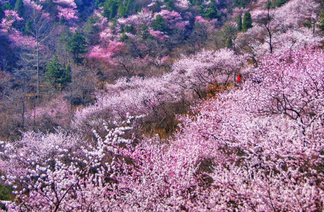 风雨压不跨，危难中开花，新乡南太行的春天来了！