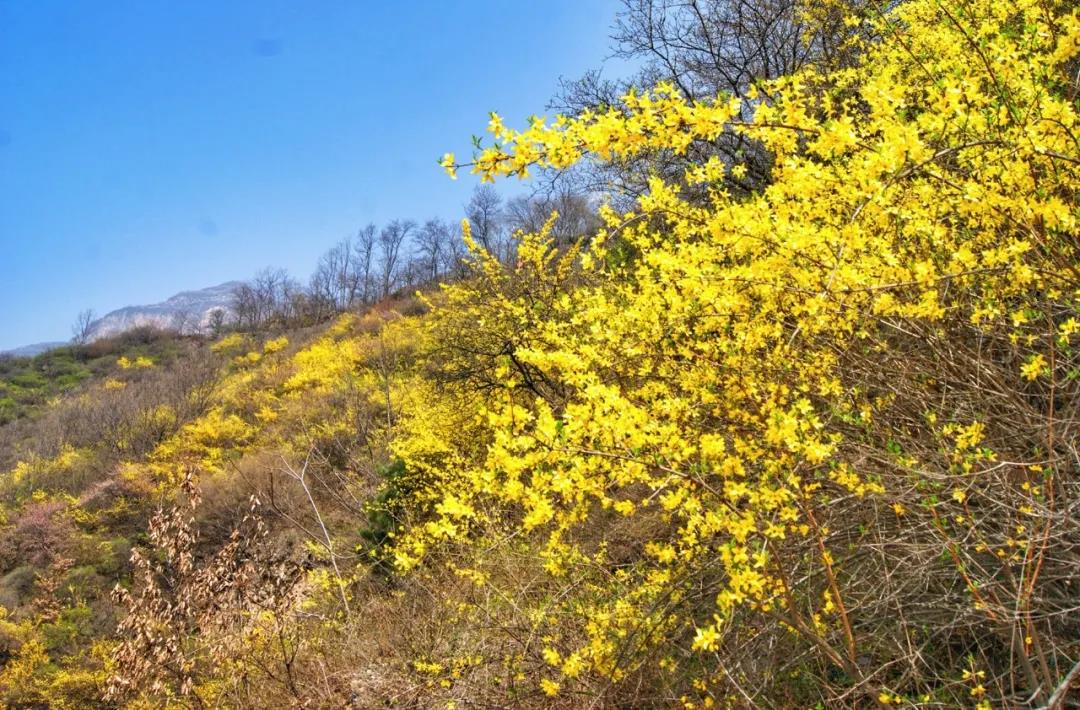 新乡南太行丨体验山花烂漫，拥抱最美春光！