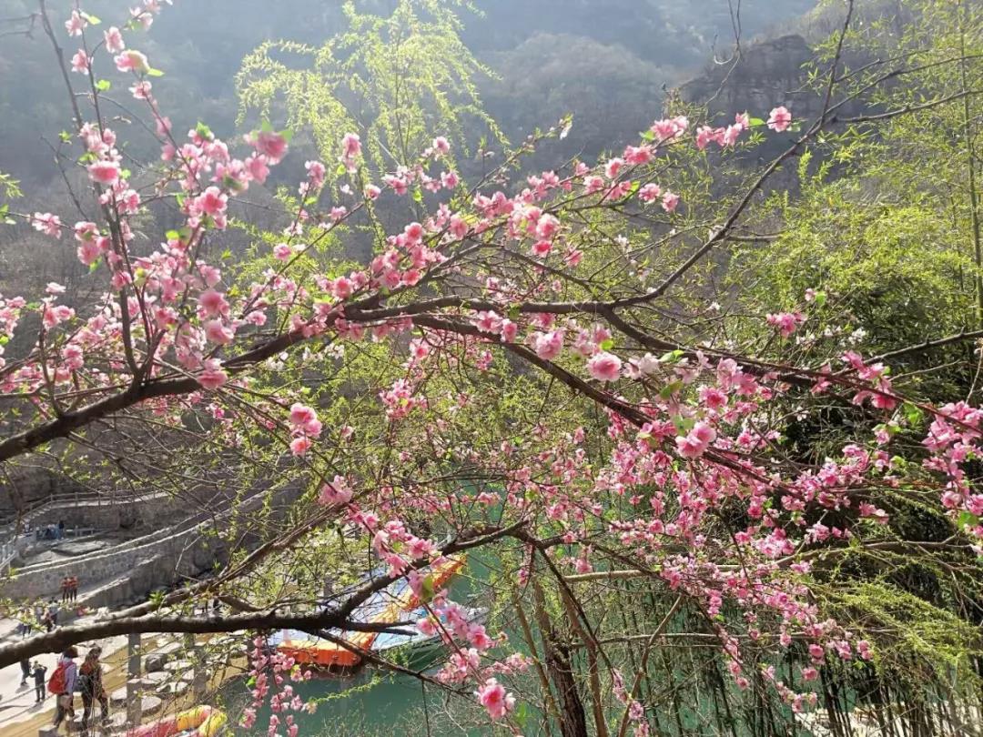 新乡南太行丨体验山花烂漫，拥抱最美春光！