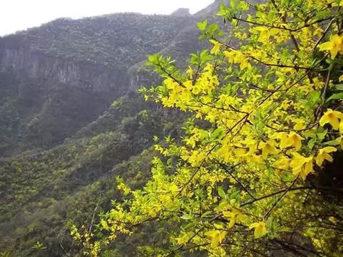 新乡南太行丨体验山花烂漫，拥抱最美春光！