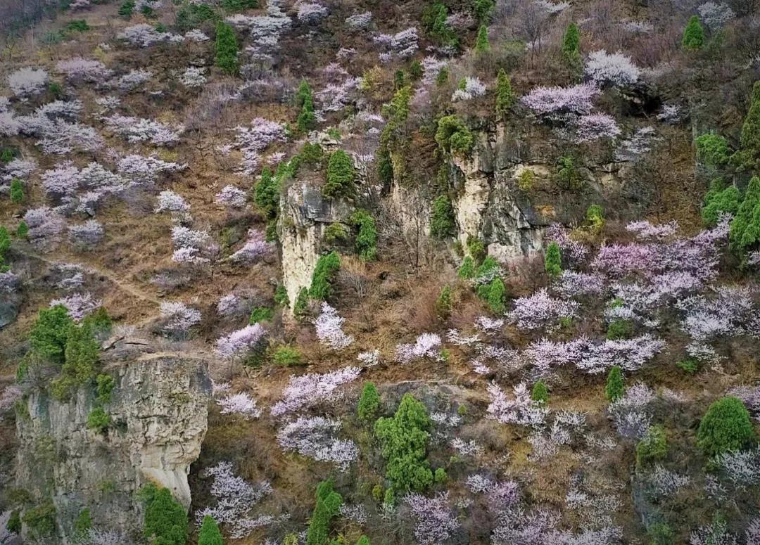 新乡南太行｜我有桃花满山，何愁春风不至？