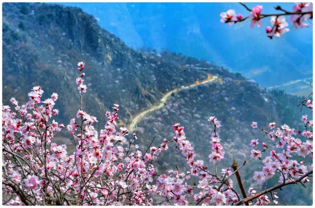 新乡南太行｜我有桃花满山，何愁春风不至？