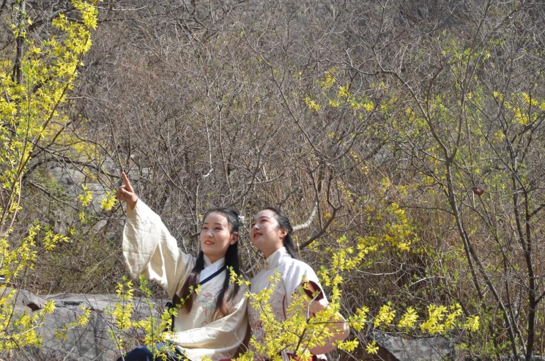 连翘花开满山黄，夹带桃花浓郁香，豫北地区最大的野生连翘花基地进入最佳观赏期啦！