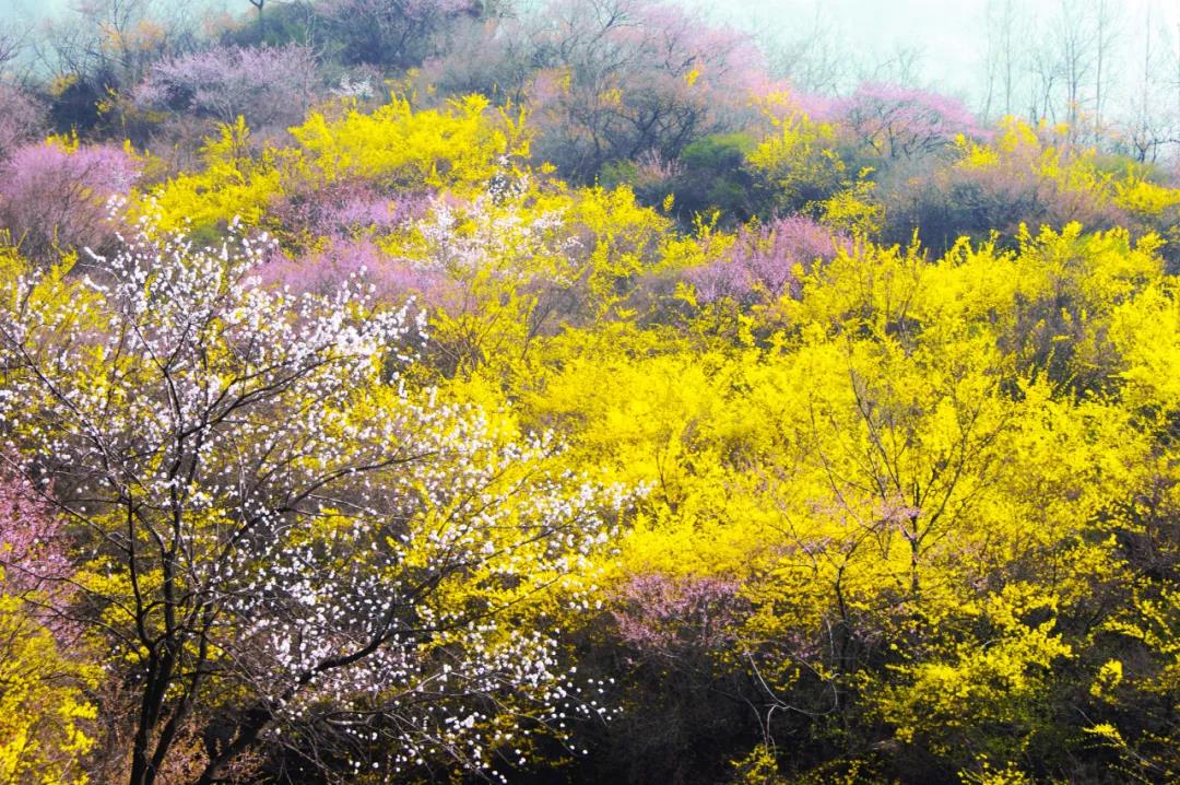 连翘花开满山黄，夹带桃花浓郁香，豫北地区最大的野生连翘花基地进入最佳观赏期啦！