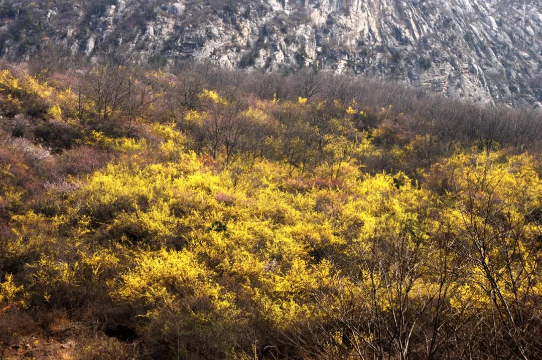 连翘花开满山黄，夹带桃花浓郁香，豫北地区最大的野生连翘花基地进入最佳观赏期啦！