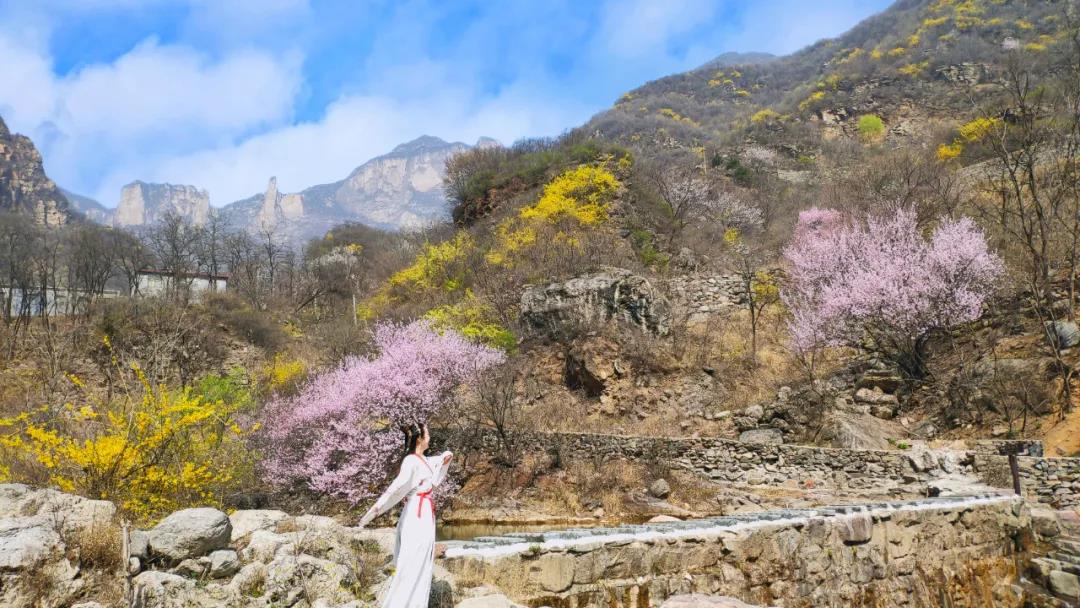 连翘花开满山黄，夹带桃花浓郁香，豫北地区最大的野生连翘花基地进入最佳观赏期啦！