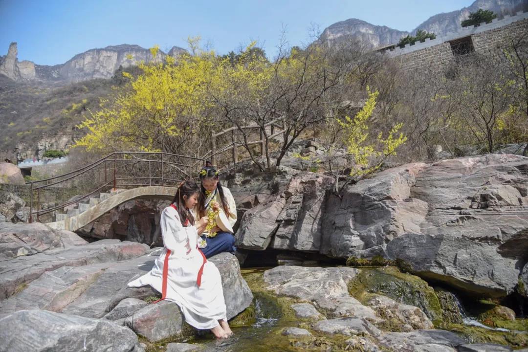 连翘花开满山黄，夹带桃花浓郁香，豫北地区最大的野生连翘花基地进入最佳观赏期啦！