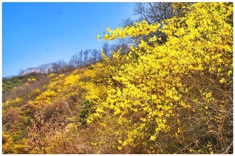 连翘花开满山黄，夹带桃花浓郁香，豫北地区最大的野生连翘花基地进入最佳观赏期啦！