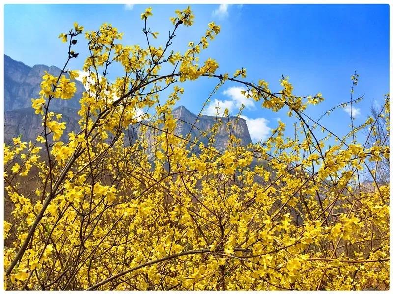 连翘花开满山黄，夹带桃花浓郁香，豫北地区最大的野生连翘花基地进入最佳观赏期啦！