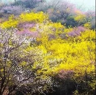 新乡南太行 |人间四月芳菲尽，赏花踏青南太行！